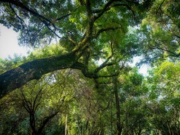 Small Canadian Town Recognises Trees As Living Beings With Rights