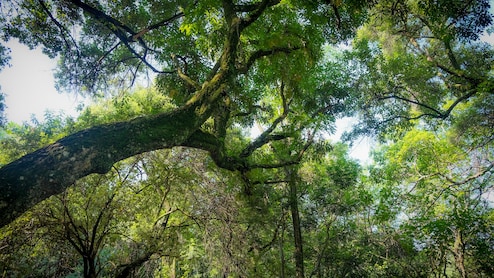 Terrace-Vaudreuil Becomes First Municipality To Officially Adopt Universal Declaration Of Tree Rights