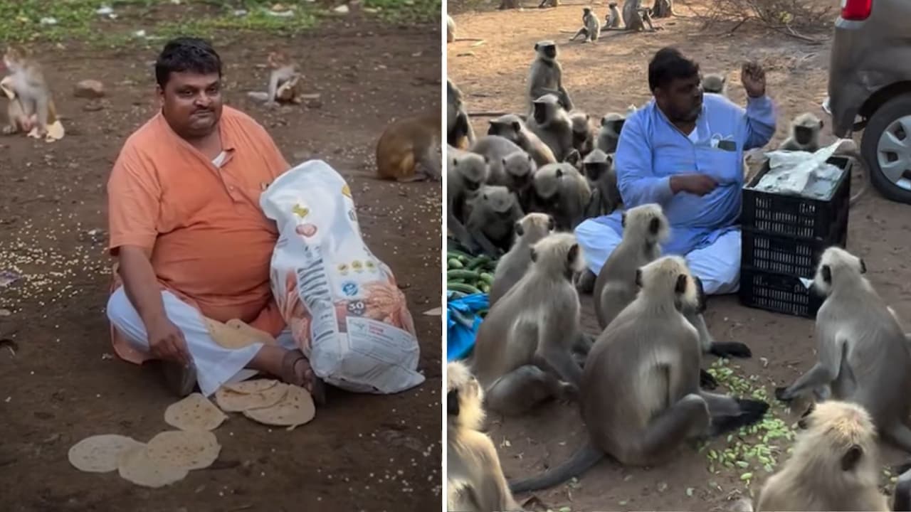 सैकड़ों बंदरों का पेट भर सोशल मीडिया पर छाए 'मंकी मैन', वीडियो जीत रहा लोगों का दिल