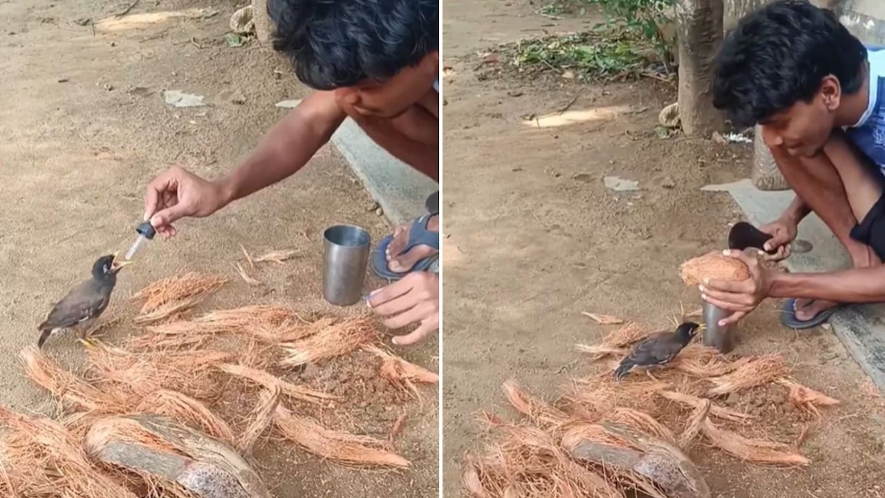जब चिड़िया ने इंसान पर जताया भरोसा, कैमरे में कैद हुआ दिल छू लेने वाला पल, वीडियो देख चेहरे पर आ जाएगी मुस्कान