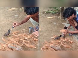 जब चिड़िया ने इंसान पर जताया भरोसा, कैमरे में कैद हुआ दिल छू लेने वाला पल, वीडियो देख चेहरे पर आ जाएगी मुस्कान
