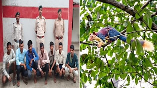 इंस्टाग्राम रील ने खोली शिकारियों की पोल: दुर्लभ विशाल गिलहरी और बंदर का शिकार करने वाले 7 आरोपी गिरफ्तार