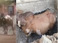 सांडों की लड़ाई से मचा हड़कंप; बड़वानी में 30 मिनट तक चला उत्पात, लोग जान बचाकर भागे