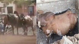 सांडों की लड़ाई से मचा हड़कंप; बड़वानी में 30 मिनट तक चला उत्पात, लोग जान बचाकर भागे