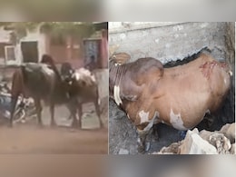 सांडों की लड़ाई से मचा हड़कंप; बड़वानी में 30 मिनट तक चला उत्पात, लोग जान बचाकर भागे