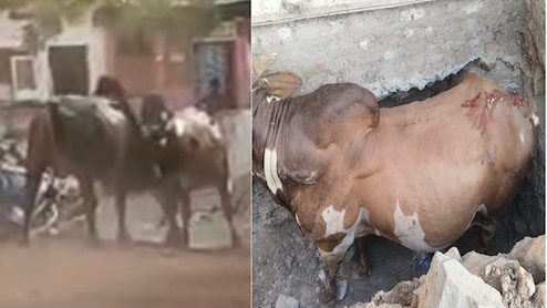 सांडों की लड़ाई से मचा हड़कंप; बड़वानी में 30 मिनट तक चला उत्पात, लोग जान बचाकर भागे