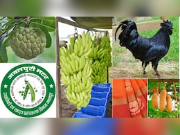 मटर, सिंघाड़े, केले और इमली ही नहीं; कड़कनाथ मुर्गे समेत MP के इन उत्पादों के नाम है GI टैग, देखिए पूरी लिस्ट