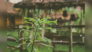 When Will Monsoon Arrive In Delhi? IMD Issues Alert For Rain In Tamil Nadu, Maharashtra, More — Region-Wise Forecast