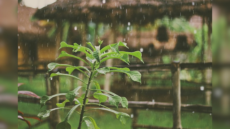 When Will Monsoon Arrive In Delhi? IMD Issues Alert For Rain In Tamil Nadu, Maharashtra, More &mdash; Region-Wise Forecast