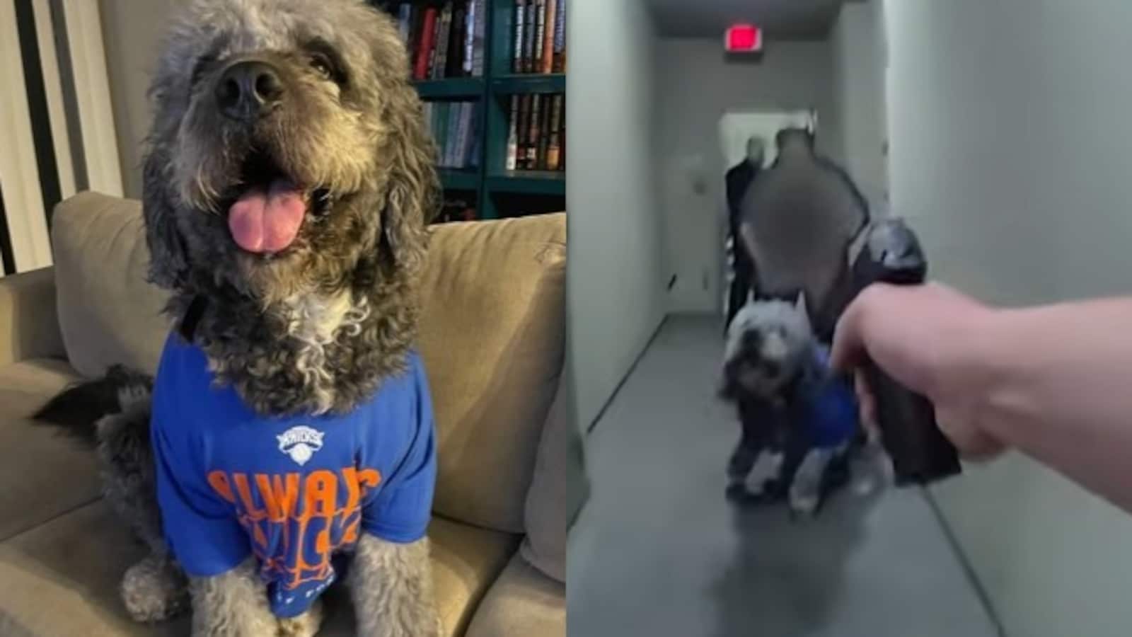 “F**k. It's Big A** Dog”: Video Shows US Cops Shooting Pet After 911 Call