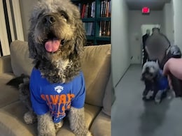 "F**k. It's Big A** Dog": Video Shows US Cops Shooting Pet After 911 Call