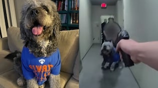 "F**k. It's Big A** Dog": Video Shows US Cops Shooting Pet After 911 Call