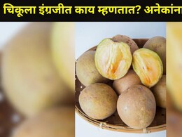 चिकूला इंग्रजीत काय म्हणतात? भारतात कुठे करतात चिकूची सर्वात जास्त शेती?&nbsp; 99.99 टक्के लोकांना माहितच नाही