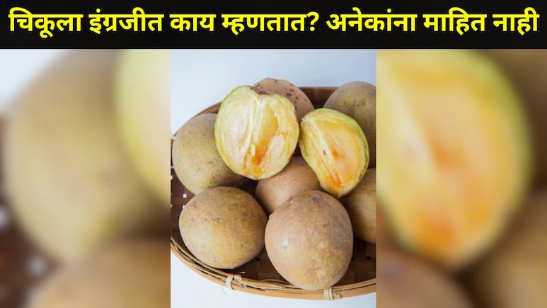 चिकूला इंग्रजीत काय म्हणतात? भारतात कुठे करतात चिकूची सर्वात जास्त शेती?&nbsp; 99.99 टक्के लोकांना माहितच नाही
