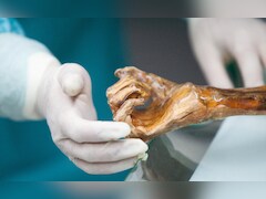 Scientists Bake Sourdough Bread From Yeast Found On 5000-Year-Old Mummy