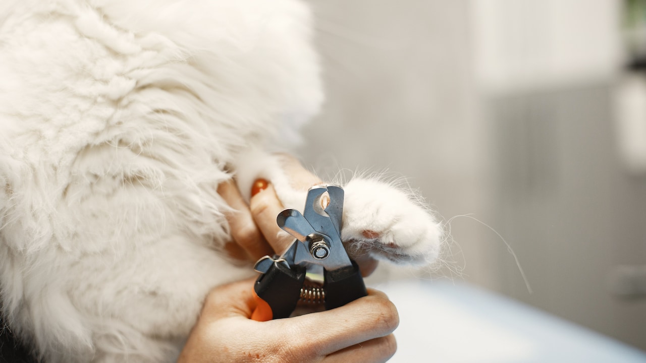 7 Pet Grooming Tools That Make Weekly Self-Care Feel Less Like A Task