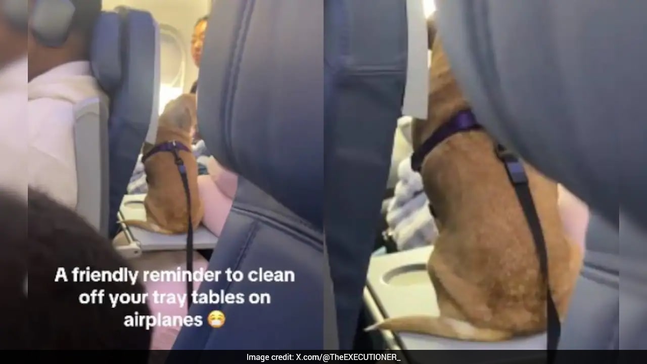 Video: Passenger Lets Dog Sit On Plane's Tray Table, Triggers Hygiene Debate