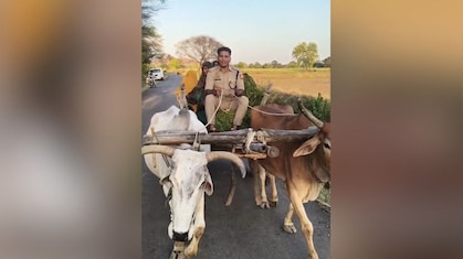 सरकारी गाड़ी छोड़ जब बैलगाड़ी चलाने लगे CO रविकांत गौड़, खाकी की सादगी ने जीता सबका दिल; वायरल हुआ VIDEO