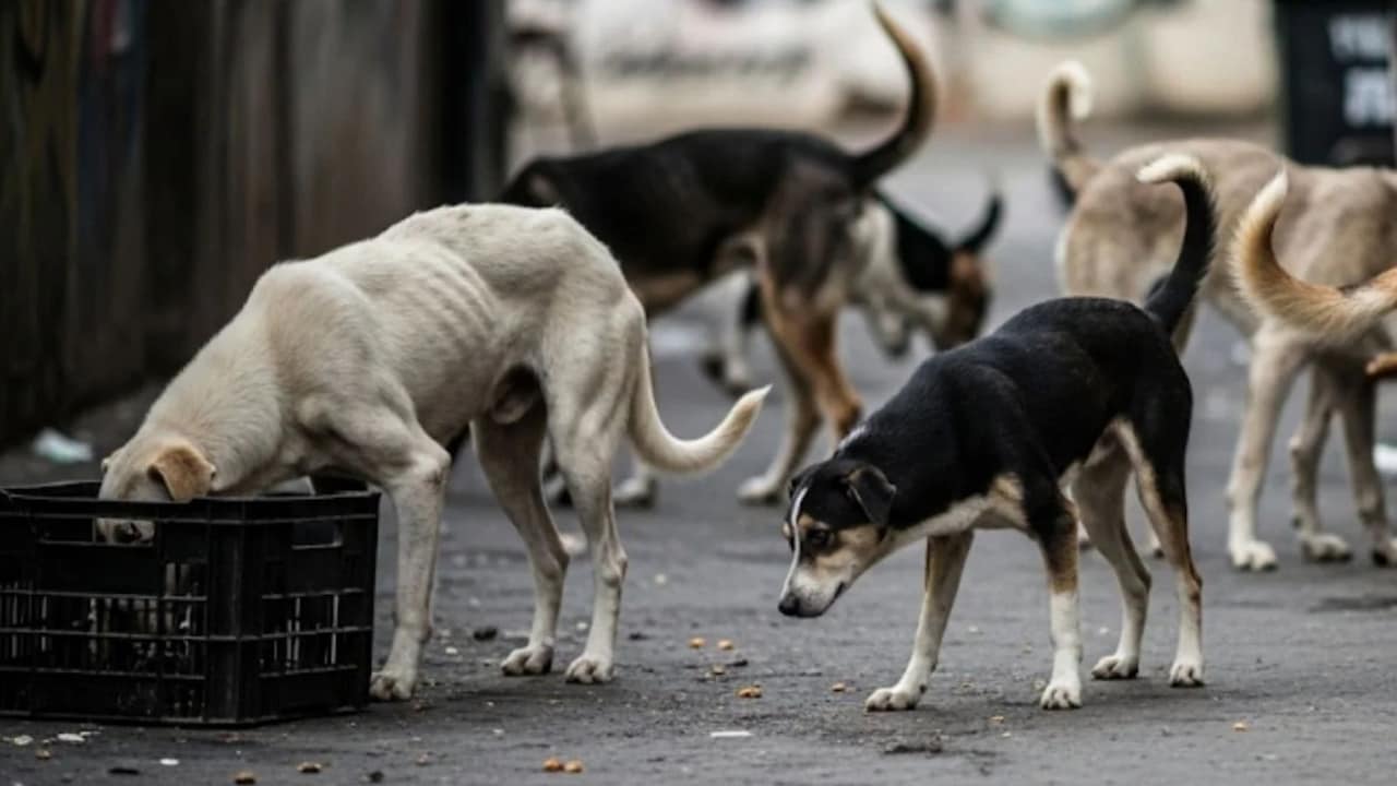 गुरुग्राम में आवारा कुत्तों के लिए 3 एकड़ में बनेगा शेल्टर और 1800 फीडिंग पॉइंट, जानिए क्या है पूरा प्लान