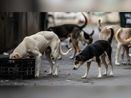 गुरुग्राम में आवारा कुत्तों के लिए 3 एकड़ में बनेगा शेल्टर और 1800 फीडिंग पॉइंट, जानिए क्या है पूरा प्लान
