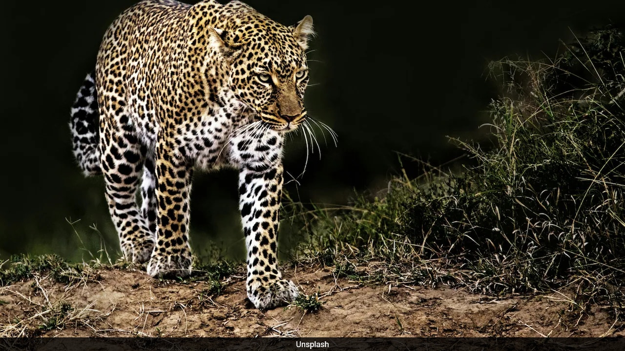 Video: Leopard Kills Dog At IIT Bombay, Footage Sparks Fear Among Residents