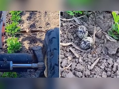 Viral Video: अंडों के आगे दीवार बन गई मां, किसान सामने था लेकिन पक्षी पीछे नहीं हटी, दिल छूने वाला वीडियो वायरल