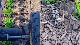 Viral Video: अंडों के आगे दीवार बन गई मां, किसान सामने था लेकिन पक्षी पीछे नहीं हटी, देखें प्यारा वीडियो
