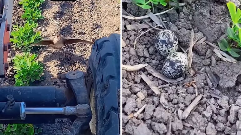 Viral Video: अंडों के आगे दीवार बन गई मां, किसान सामने था लेकिन पक्षी पीछे नहीं हटी, दिल छूने वाला वीडियो वायरल