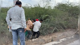 Lion Mauls Man To Death In Gujarat, Severed Head, Body Parts Recovered