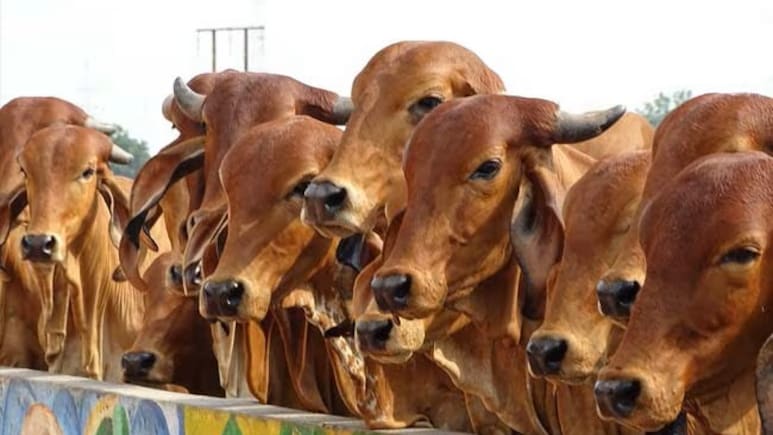 कमाई बढ़ाने का शानदार मौका, 10 स्वदेशी गायों के साथ शुरू करें डेयरी बिजनेस, आधा खर्च सरकार देगी