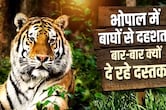 कंक्रीट के जंगल में 'बाघों का बसेरा': चंदनपुरा में मॉर्निंग वॉक; भोपाल का क्यों बन रहा टाइगर की पहली पसंद?