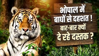 कंक्रीट के जंगल में 'बाघों का बसेरा': चंदनपुरा में मॉर्निंग वॉक; भोपाल का क्यों बन रहा टाइगर की पहली पसंद?