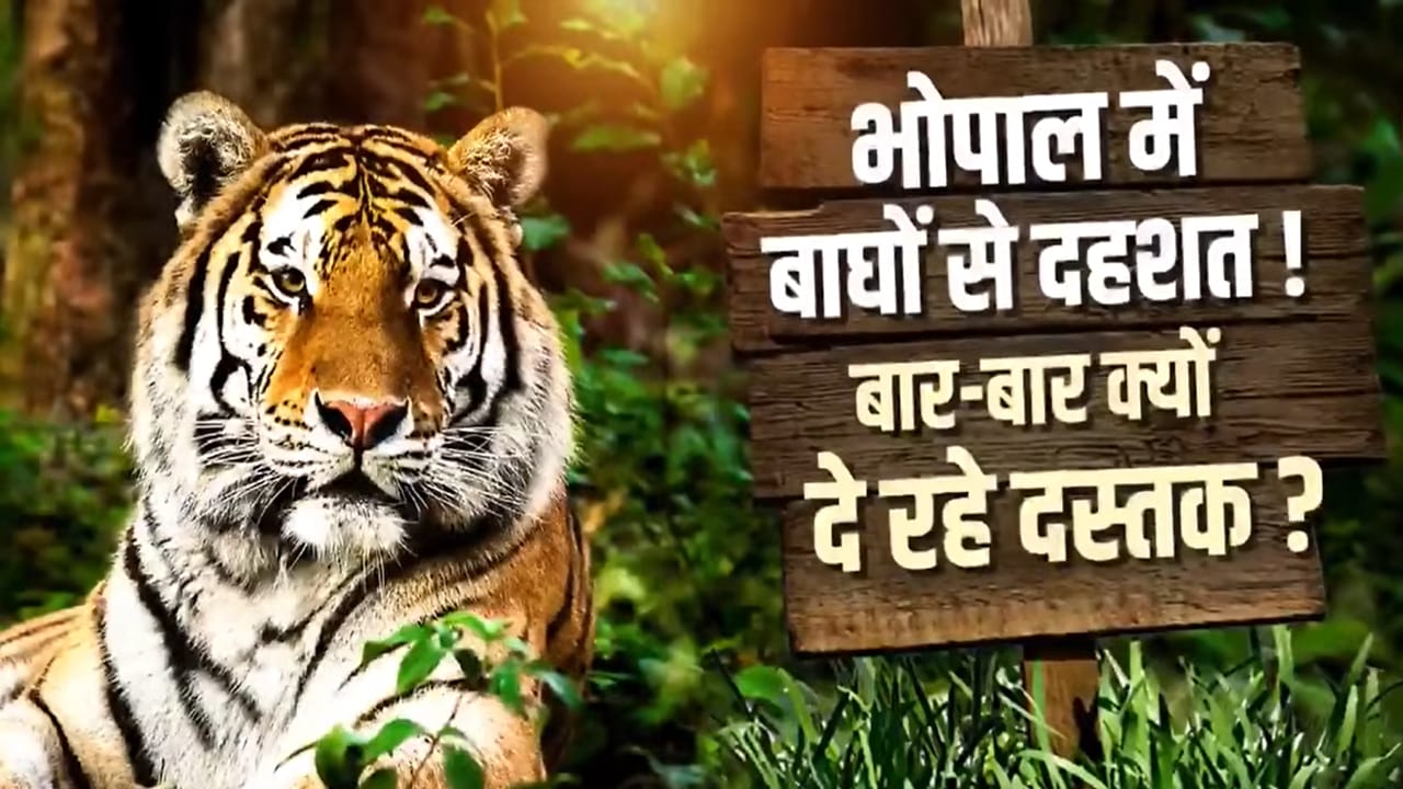 कंक्रीट के जंगल में 'बाघों का बसेरा': चंदनपुरा में मॉर्निंग वॉक; भोपाल क्यों बन रहा टाइगर की पहली पसंद?