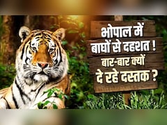 कंक्रीट के जंगल में 'बाघों का बसेरा': चंदनपुरा में मॉर्निंग वॉक; भोपाल क्यों बन रहा टाइगर की पहली पसंद?