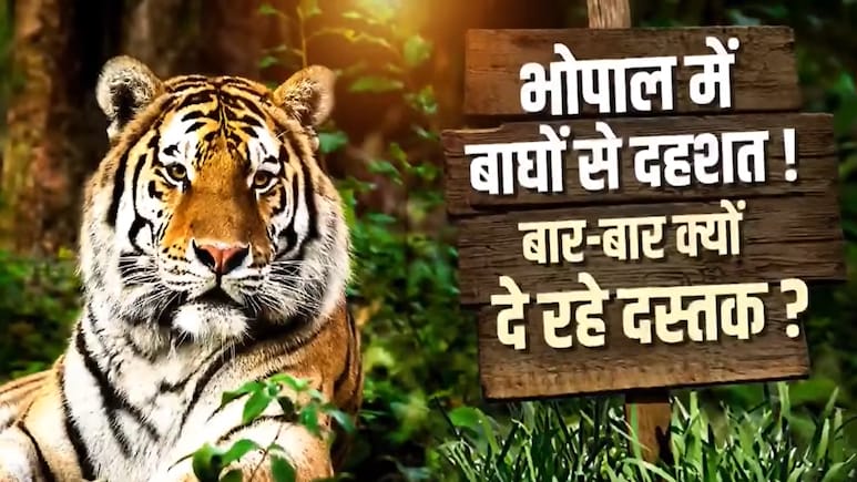 कंक्रीट के जंगल में 'बाघों का बसेरा': चंदनपुरा में मॉर्निंग वॉक; भोपाल क्यों बन रहा टाइगर की पहली पसंद?