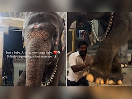 तमिलनाडु मंदिर में क्यूट हाथी की लग्जरी सेवा, फुट मसाज का वीडियो जीत रहा लोगों का दिल