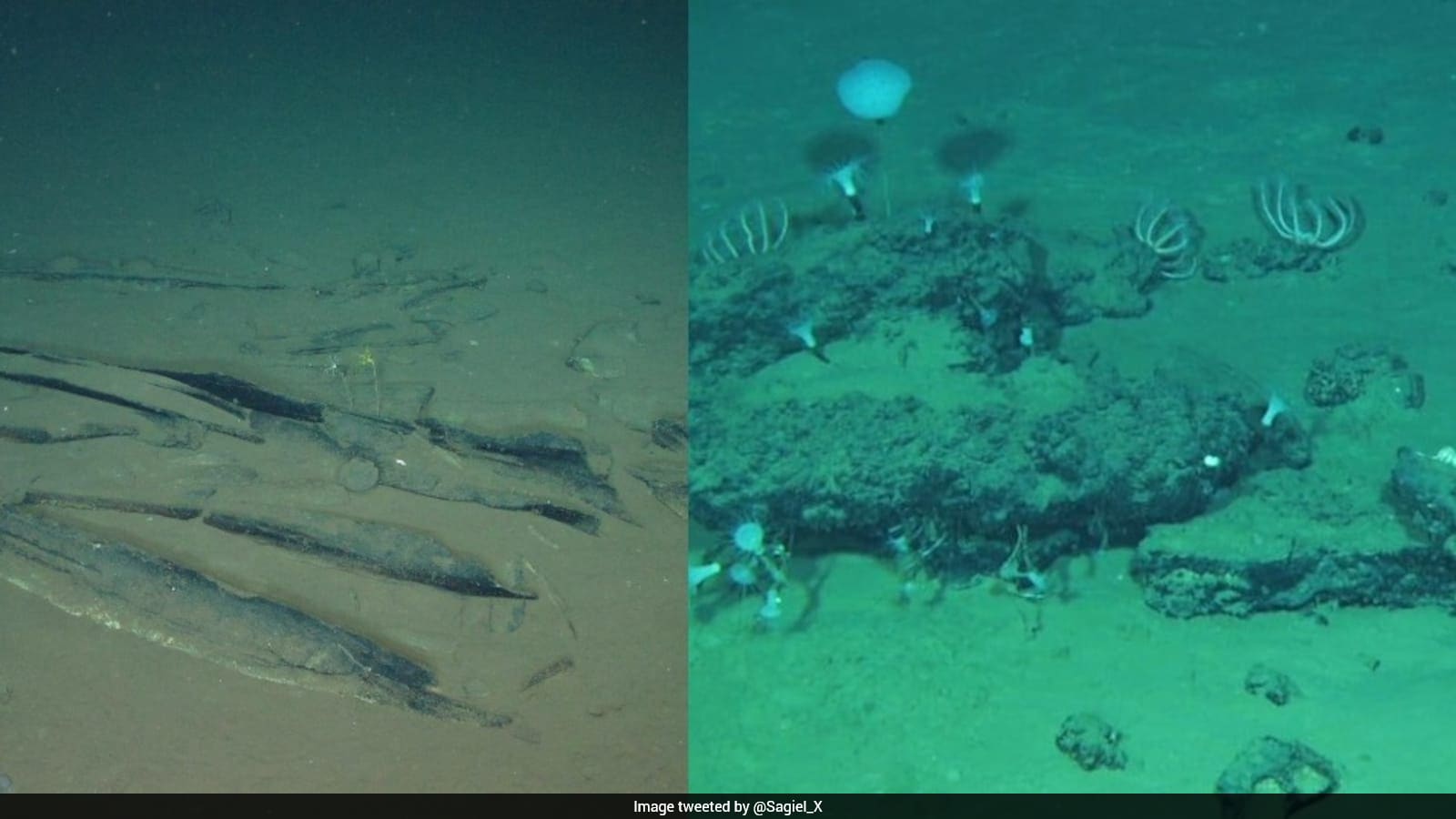 Scientists Discover World’s Largest Whale Graveyard With Bones Over 5 Million Years Old
