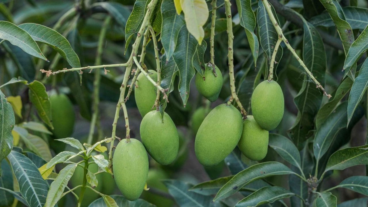 For mango lovers, these places across the world feel magical.