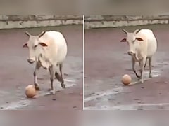 मैदान में जब गाय बन गई फुटबॉलर... बच्चों को नहीं लेने दी बॉल, वीडियो वायरल