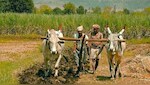 महाराष्ट्र के किसानों का 2 लाख तक का कर्ज होगा माफ, कर्जमाफी के लिए क्या हैं शर्तें, किन किसानों को नहीं मिलेगा लाभ? जानें हर सवाल का जवाब