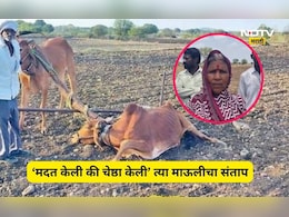 Latur News: स्वत: ला नांगराला जुंपणाऱ्या माऊलीची चेष्ठा, मदत म्हणून प्रशासनाने दिला आजारी बैल, ती म्हणते...