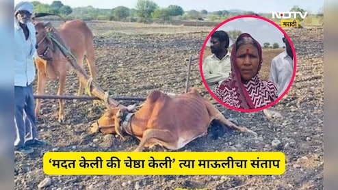 Latur News: स्वत: ला नांगराला जुंपणाऱ्या माऊलीची चेष्ठा, मदत म्हणून प्रशासनाने दिला आजारी बैल, ती म्हणते...