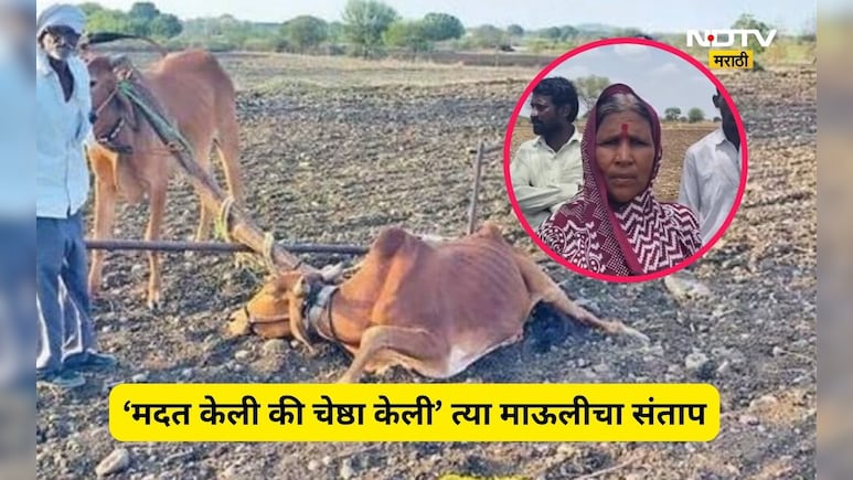 Latur News: स्वत: ला नांगराला जुंपणाऱ्या माऊलीची चेष्ठा, मदत म्हणून प्रशासनाने दिला आजारी बैल, ती म्हणते...
