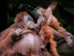 Four Days Of Rain Kills 7% Of World's Rarest Orangutan In Indonesia