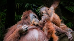 Four Days Of Rain Tragically Kills 7% Of World's Rarest Orangutan In Indonesia