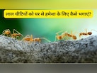 बिना मारे किचन से चींटियों को कैसे भगाएं? जानें आसान और असरदार घरेलू उपाय
