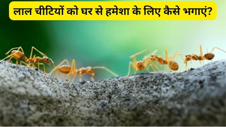 बिना मारे किचन से चींटियों को कैसे भगाएं? जानें आसान और असरदार घरेलू उपाय