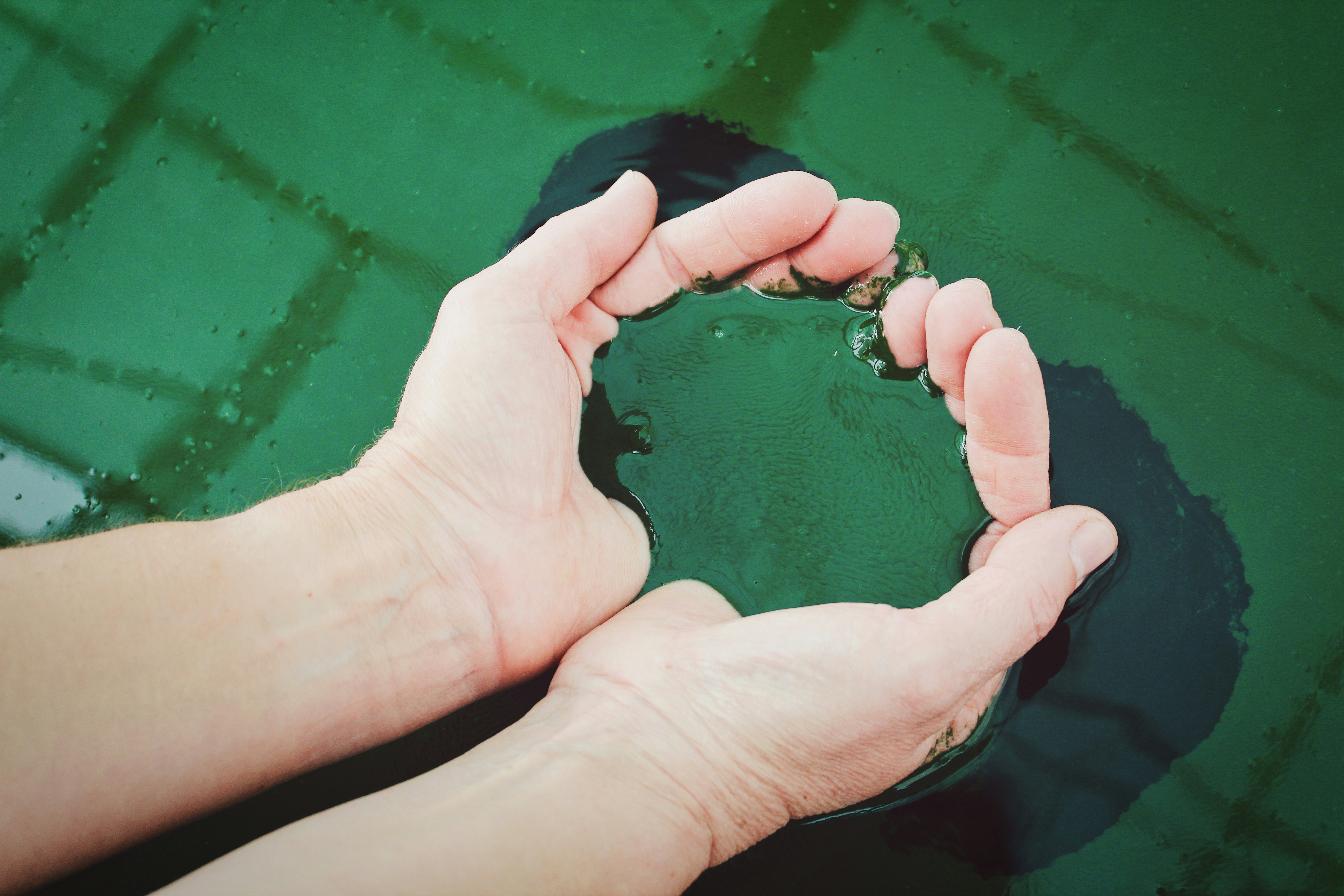 Spirulina is scientifically known as Arthrospira. Photo: Unsplash Spirulina is scientifically known as Arthrospira. Photo: Unsplash