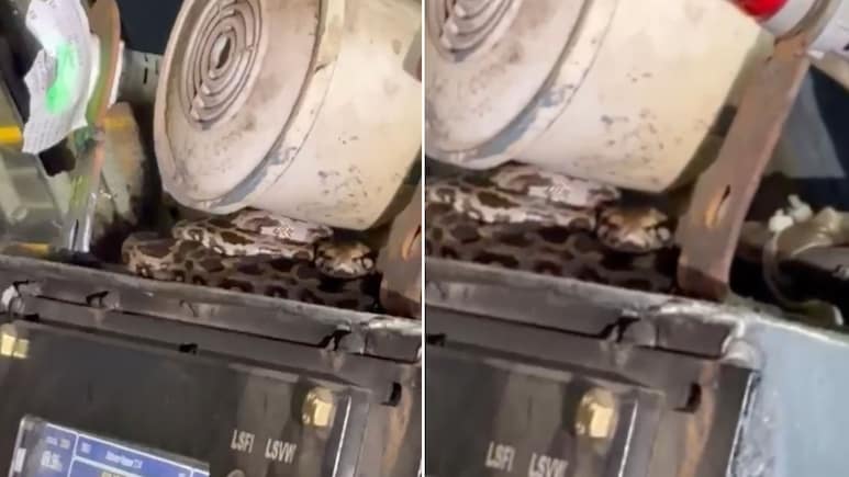 ट्रेन के इंजन में घुसा अजगर का बच्चा, रेलवे की सूझबूझ से किया गया रेस्क्यू, वीडियो हो रहा वायरल