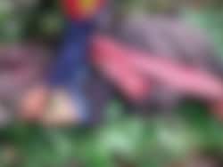 Naga Villager Killed In Attack By Suspected Insurgents In Manipur